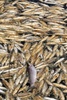 ギリシャ北東部ロドピ（Rhodope）県コモティニ（Komotini）近くのイスマリーダ（Ismarida）湖に浮かぶ大量の魚の死骸（2013年9月5日撮影）。(c)AFP/SAKIS MITROLIDIS