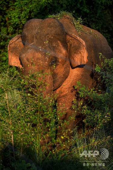 野生のゾウに踏まれ女性研究員死亡 スリランカ 写真1枚 国際ニュース