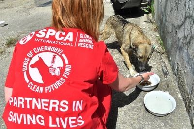 「健康で賢い」チェルノブイリの子犬、保護されて米国の里親の元へ