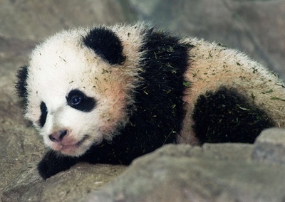 米首都で誕生のパンダ、メディア向けに初公開