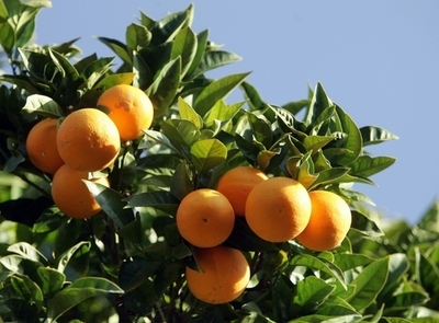 かんきつ類たくさん食べる女性、脳卒中リスク低下