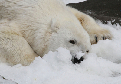 狂喜乱舞するシロクマ、サンフランシスコ動物園で人工雪