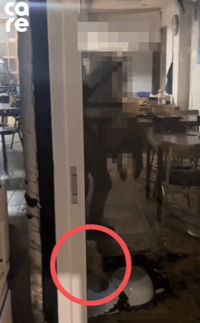 むしゃくしゃ、飼い犬に八つ当たり…床に投げつけた韓国の50代、保護法違反で立件