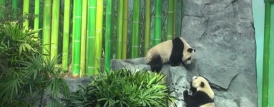 中国がカナダに貸与したパンダが3年前倒しで帰国、新型コロナの影響で餌不足のため