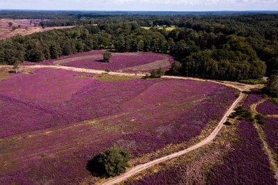 ヒース野原が花盛り、一面ピンクに オランダ