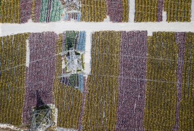 【特集】放置された山積みのシェア自転車 中国