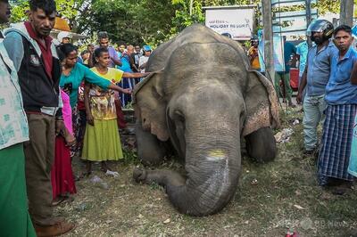 野生ゾウ3頭死ぬ、うち2頭は農民に射殺されたか スリランカ