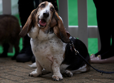 スポティファイ、家で待つペット向けBGMポッドキャスト