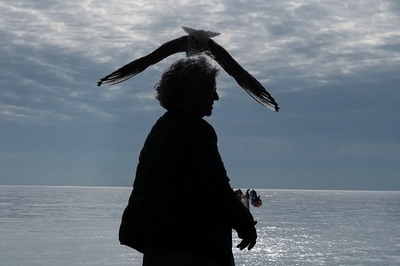 【今日の1枚】シャッターチャンスを捉えた！ カモメのかさ