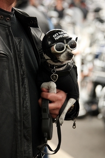 豪のチワワが九死に一生、パラグライディング事故も無傷