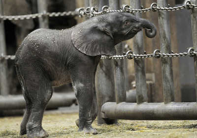 赤ちゃんゾウのタモ、生後2日目に独動物園でデビュー