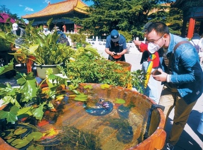 古代宮廷の金魚とは？ 北京で特別展