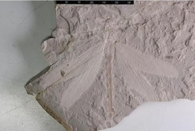 中国北部で1億6500万年前のトンボの完全な化石を発見