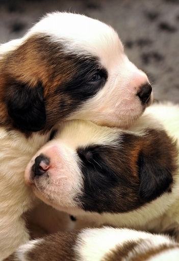 イヌ・ネコ専用のSNSが登場