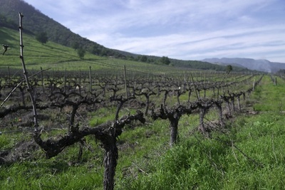 世界のワイン生産量、1961年以来の低水準に