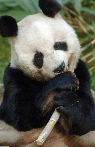 世界最年長の雄パンダ「バオバオ」、34歳で死す ドイツ