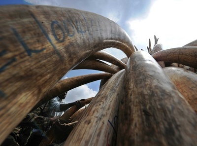 アフリカゾウ象牙製品の商取引、米国でほぼ全面禁止に