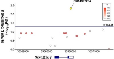 【横浜市立大学】イヌとヒトに共通する緑内障関連遺伝子「SIX6」を特定