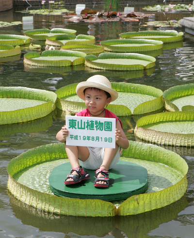 東山植物園 水に浮く葉に乗る体験イベント開催