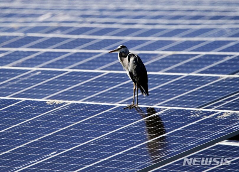 南海郡のヨシ原近くに設置された太陽光パネルの上で休むサギ＝資料写真(c)NEWSIS