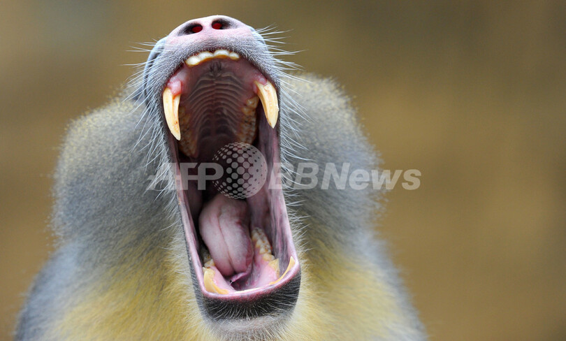 マンドリルの大あくび 独動物園 写真3枚 国際ニュース Afpbb News