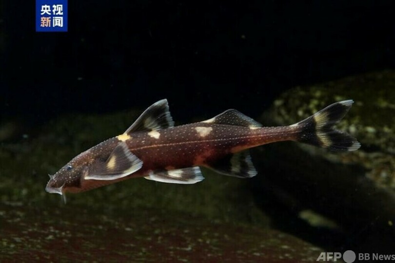 シーサンパンナの瀾滄江流域で淡水魚5種を発見=中国雲南