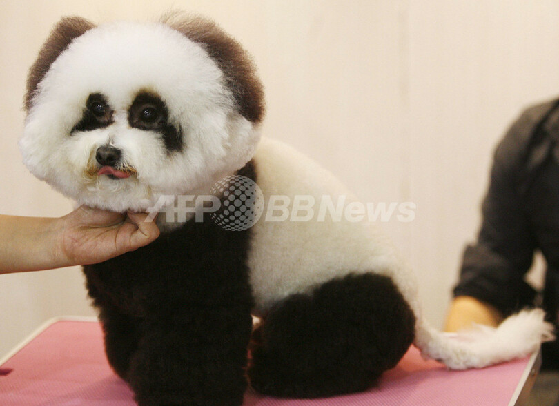 パンダ ではなくて犬 急成長の中国ペット美容業界 写真7枚 国際ニュース Afpbb News