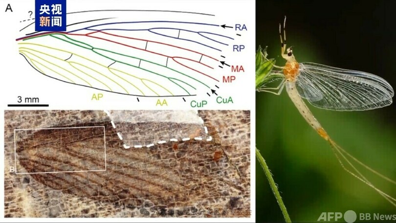 中国二畳紀初のアケボノスケバムシ目の昆虫化石 実地調査で発見