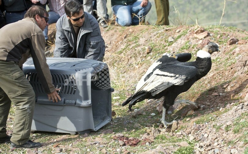 コンドルよ飛んで行け、保護した18羽を放鳥 チリ
