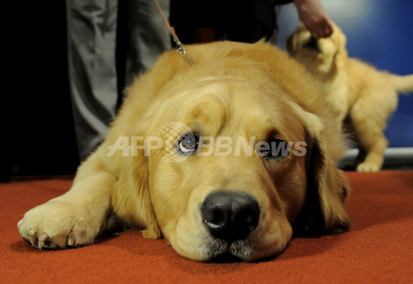 アメリカンケンネルクラブが12年の人気犬種を発表