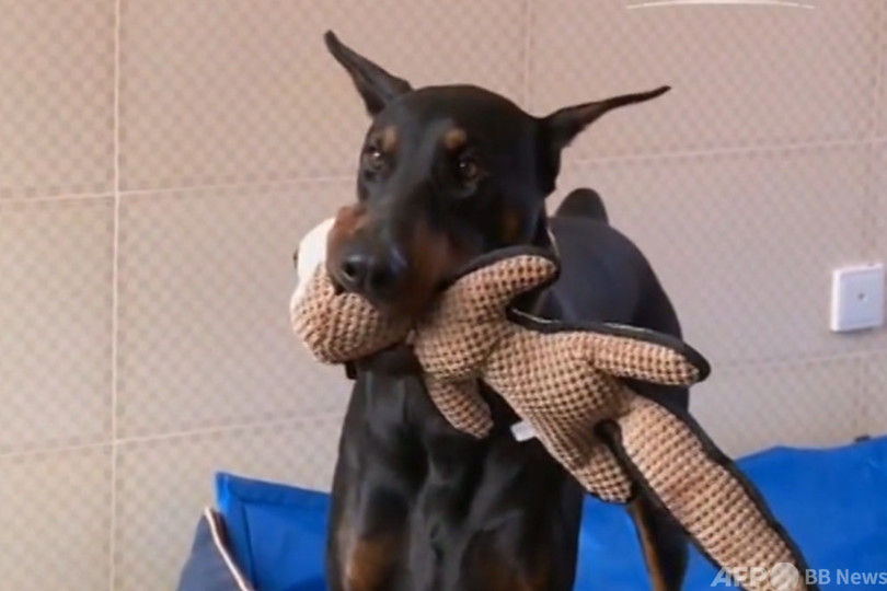 「猫の部屋」価格はホテルに匹敵、メーデー連休 中国のペットケアサービスが人気