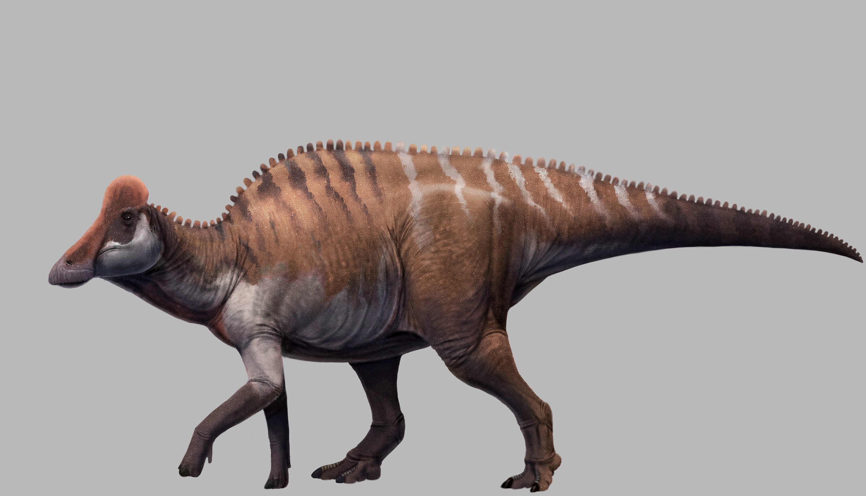 恐竜キング ランベオサウルス・マグニクリスタトゥス2枚 ランベオ