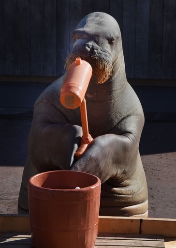 セイウチが 餅つき 披露 八景島シーパラダイス 写真4枚 国際ニュース Afpbb News