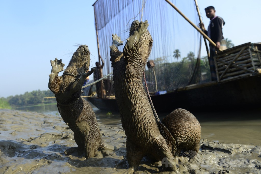 バングラデシュ伝統のカワウソ漁 消滅の危機 写真14枚 国際ニュース Afpbb News