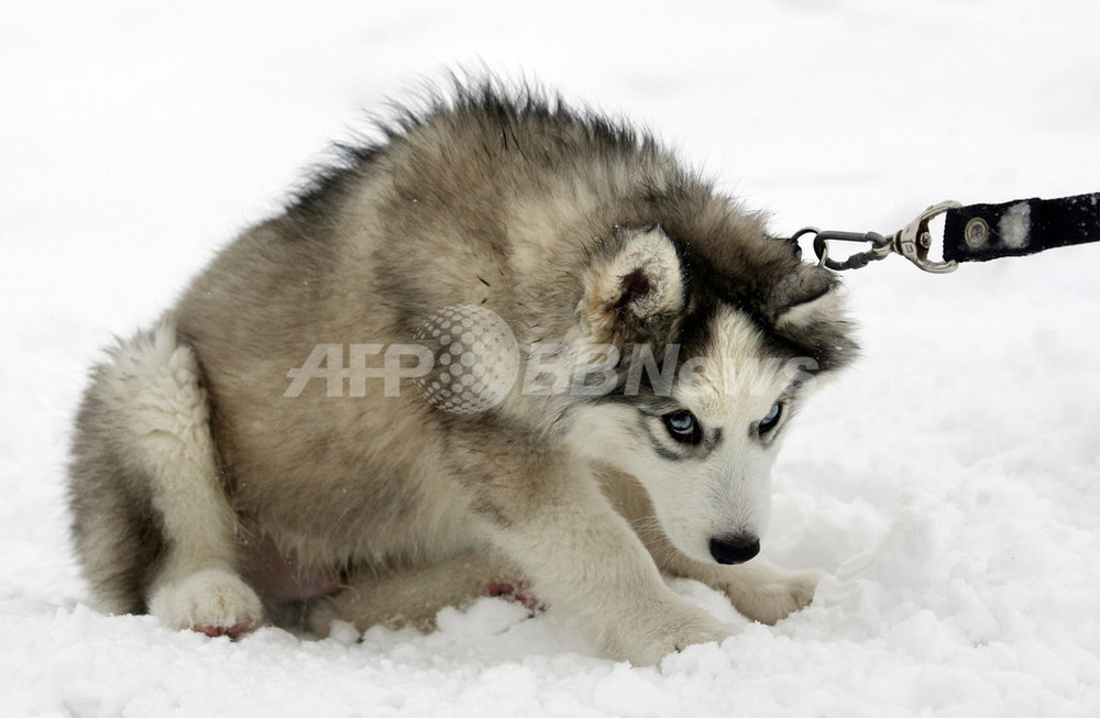 犬ぞり競技会に備えハスキーたちがトレーニング ロシア 写真12枚 国際ニュース Afpbb News