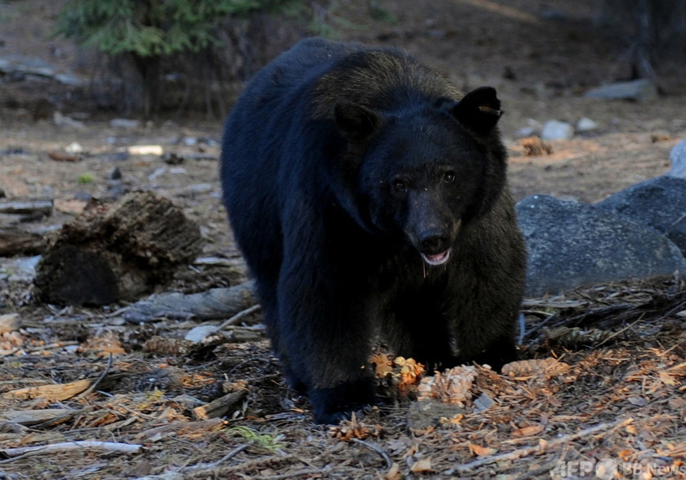 まねしては駄目 17歳少女がクマ撃退 愛犬守った動画が話題に 写真1枚 国際ニュース Afpbb News