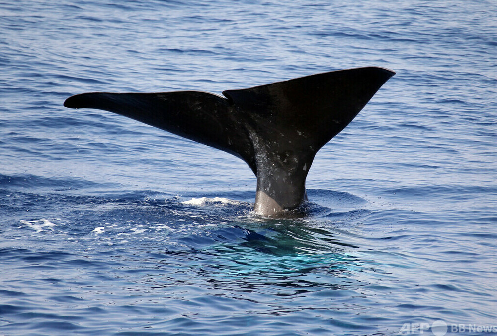 img_eac4615567e56515bdf661eb6d