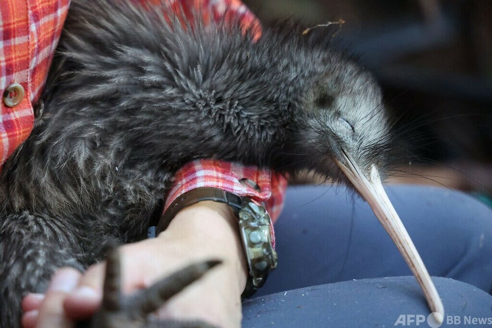 NZ首都、100年ぶりにキウイ再導入 写真15枚 国際ニュース：AFPBB News