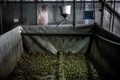 フランス・ピエールラットにある食用ガエルの養殖場（2020年9月30日撮影）。(c)JEFF PACHOUD / AFP