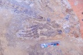 新たに発見されたワニ類の化石。体長約1.8メートルと推定される（2018年10月24日撮影）。(c)CNS/劉康