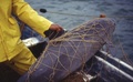 メキシコ・ソノラ州のサンタクララ湾で、トトアバ漁の際に一緒に捕獲されたコガシラネズミイルカ（1992年2月撮影）。(c)AFP/WWF/OMAR VIDAL