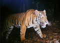 インドネシアのスマトラ（Sumatra）島で撮影されたスマトラトラ（撮影日不明、2008年1月8日提供）。(c)AFP/WWF