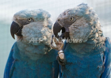 羽根が鮮やか、絶滅が危惧されるアオコンゴウインコ 写真4枚 国際
