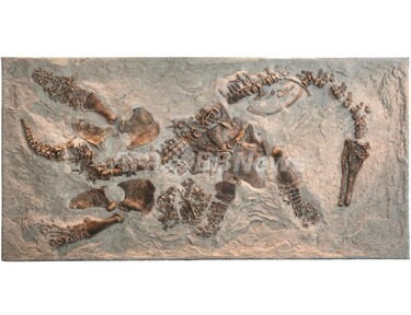 海に生きた首長竜プレシオサウルス、赤ちゃん産み育てていた 胎児化石