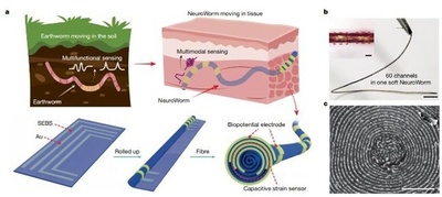 中国の研究者 次世代ブレイン・マシン・インターフェース機能電極の開発に成功