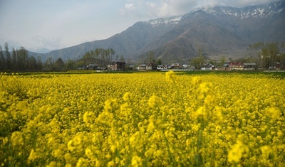 一面の黄色いじゅうたん、印カシミール地方でカラシナが満開
