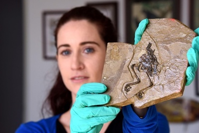 1.1億年前の鳥類化石体内から卵の殻 中国科学院