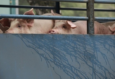 上海の人気ウォーターフロント上流にブタの死骸1200匹超