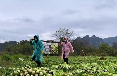 広西チワン自治区賀州市、野菜供給基地101か所に