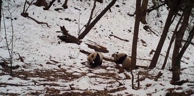 ジャイアントパンダ国家公園でヒョウの「同行」やパンダの「戯れる」様子が撮影 西安市